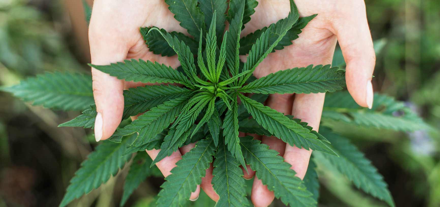 Should You Consider Cannabis For Chronic Pain?